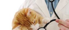clinicas-veterinarias-parelheiros-1486671267