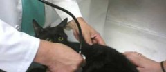 veterinários-parelheiros-1486672072
