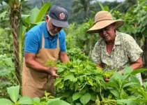 plantas alimentícias não convencionais