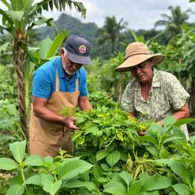 plantas alimentícias não convencionais