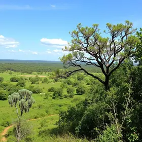 iniciativa de restauração do Cerrado
