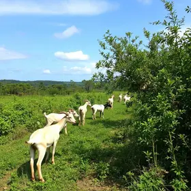 agrofloresta